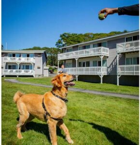 A dog playing at a pet-friendly hotel to relax in while looking up what to do in Boothbay Harbor on a romantic vacation.