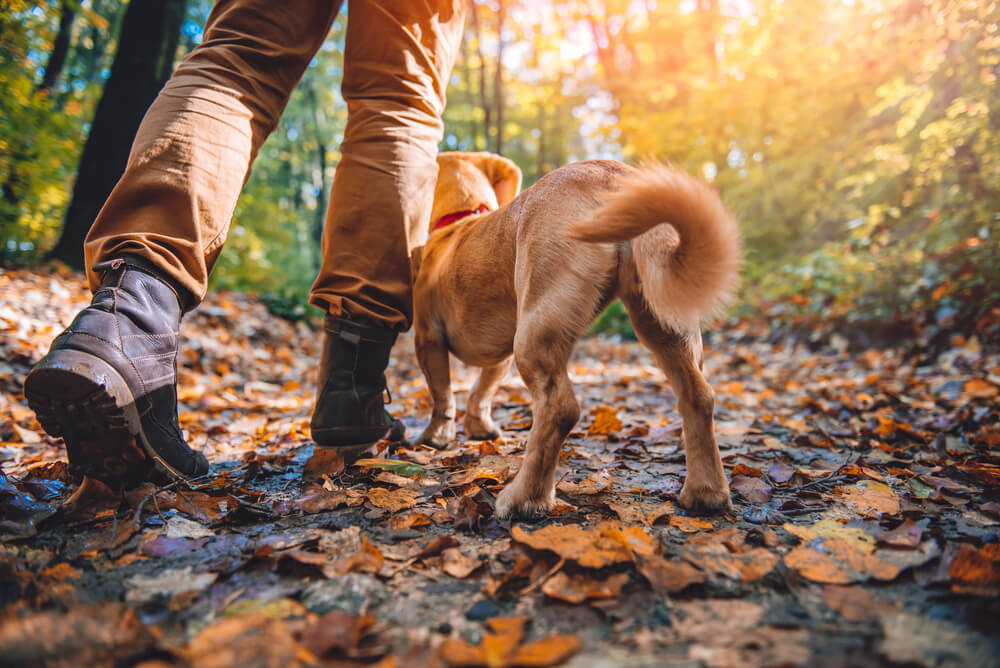 A person out walking with their dog while staying at one of the top pet friendly hotels in Boothbay Harbor, Maine.