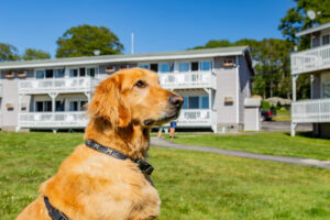 A dog at a resort after traveling from Boston to Boothbay Harbor.