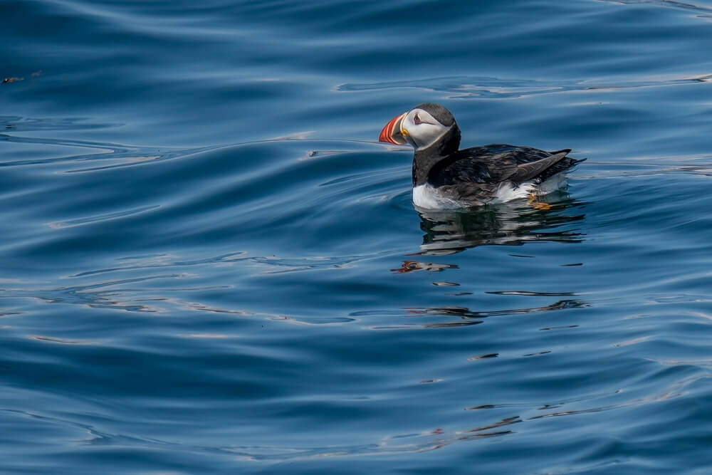 Animal Encounters | A Guide to Maine Wildlife